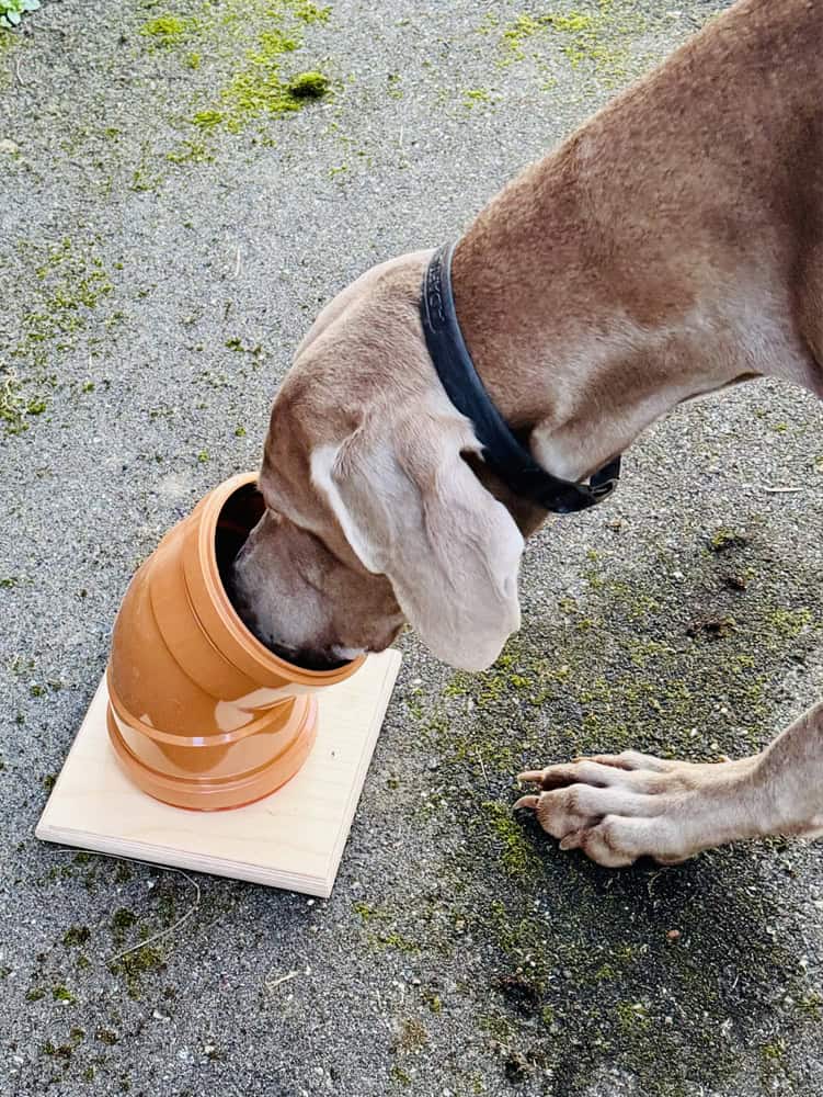 Dog enjoying Kent scentwork dog training classes