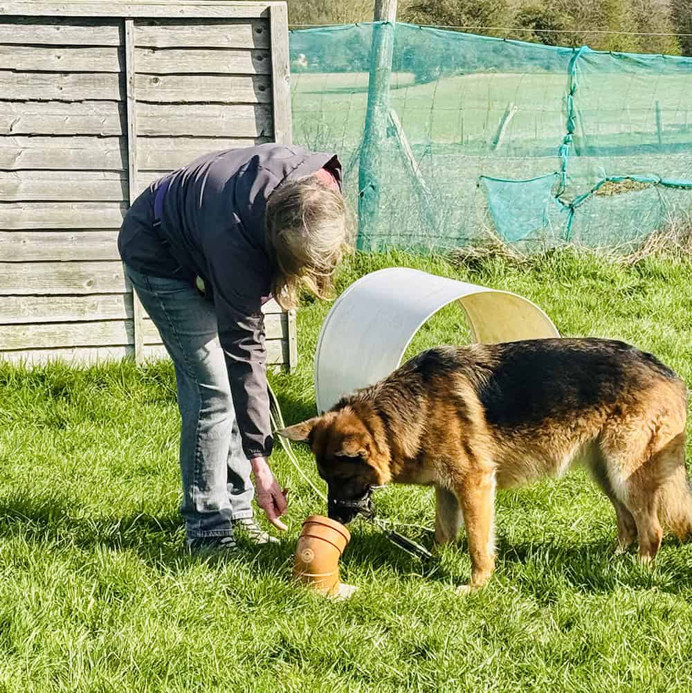 Dog training scentwork course Sittingbourne Kent