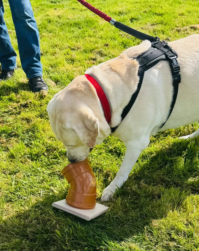 Scentwork classes for reactive dog training in Kent