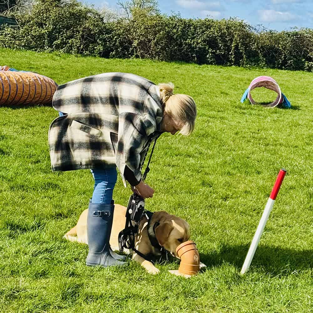Scentwork sniffing dog training is fun